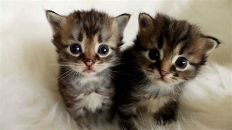 3 week old Siberian kittens - YouTube