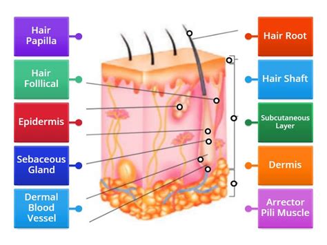 The Pilosebaceous Unit - Labelled diagram