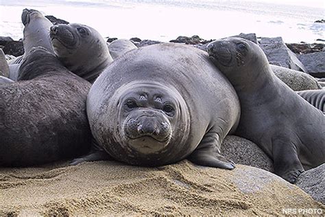 Animals - Point Reyes National Seashore (U.S. National Park Service)