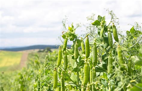 Austrian Winter Peas (1 lb.), Cover Crop | Rohrer Seeds