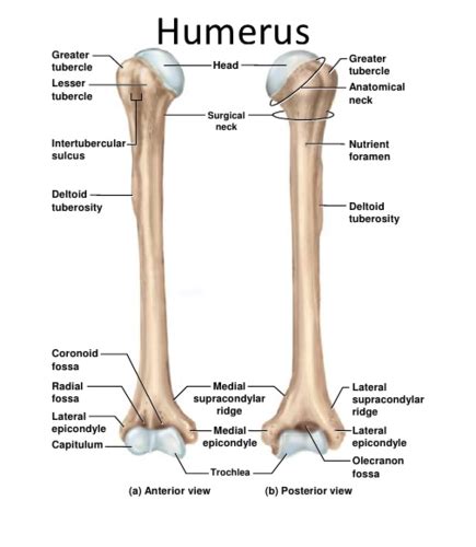 Humerus Anatomy