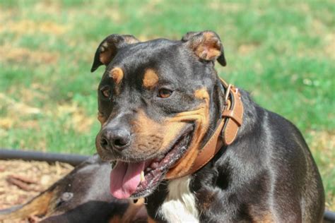 Rottweiler And Pitbull Mix