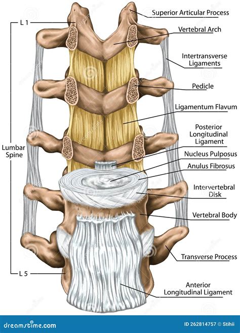 BOARD Tthe Ligaments Surrounding the Lumbar Spine, Anterior View Stock Illustration ...