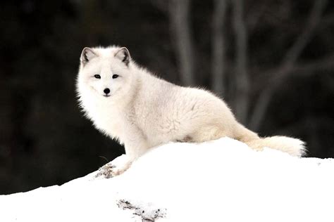 Baby White Fox Wallpapers - Top Free Baby White Fox Backgrounds ...