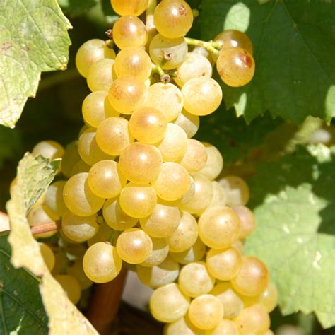 Interesting facts about Chardonnay | WineTourism.com