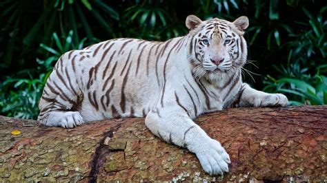 Top 16 White Tiger Facts - Diet, Habitat, Genetics & More - Facts.net