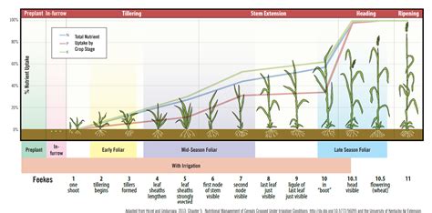 What are the appropriate growth stages of wheat to apply nitrogen fertilizer?