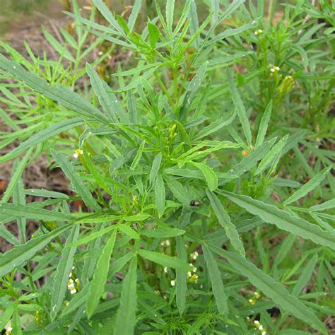 Tagetes minuta - Seeds | Dobies