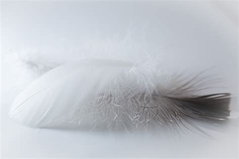 Free Images : feather, close up, black and white, wing, fur 5760x3840 ...