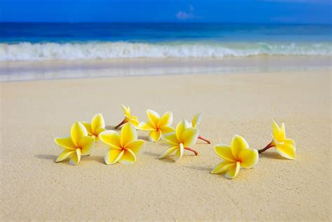 Plumerias On Beach II Photograph - Plumerias On Beach II Fine Art Print | PLUMERIA | Pinterest ...