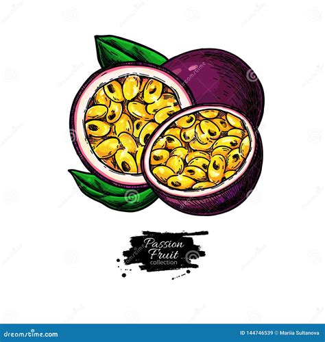 Passion Fruit Vector Drawing. Hand Drawn Tropical Food Illustration. Summer Passionfruit ...