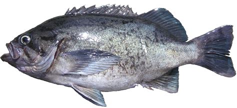 ODFW Finfish Species - Rockfish