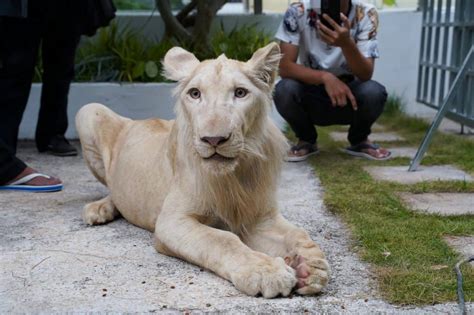 Declawed lion returned to owner after Cambodian PM intervenes