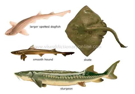 Michael Glenn - Marine Science : What are cartilaginous fish?