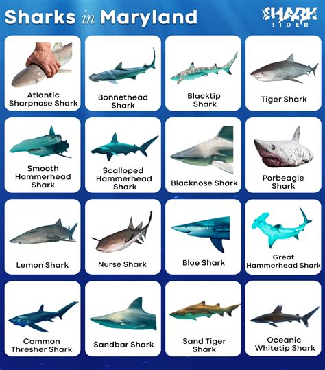 List of Sharks in Maryland with Pictures