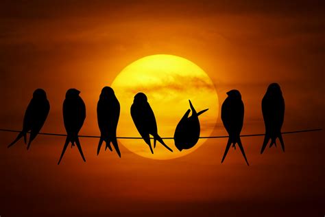 Birds Sunset Silhouette Free Stock Photo - Public Domain Pictures