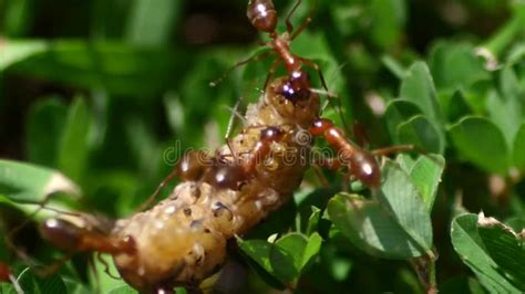 Swarm of Ants Devour a Maggot in the Grass Stock Video - Video of natural, infestation: 262327227