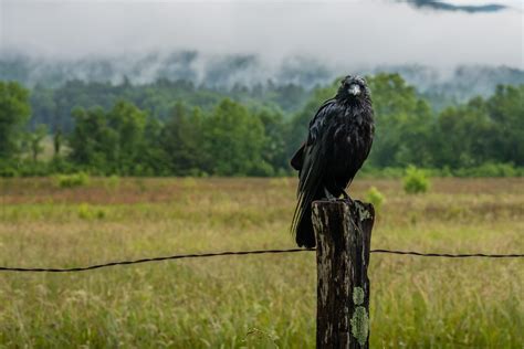 Hunting Tips for Beginners: Why Crow Hunting? - Hunter Experts