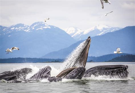 All About Whales in Juneau, Alaska | Juneau CVB