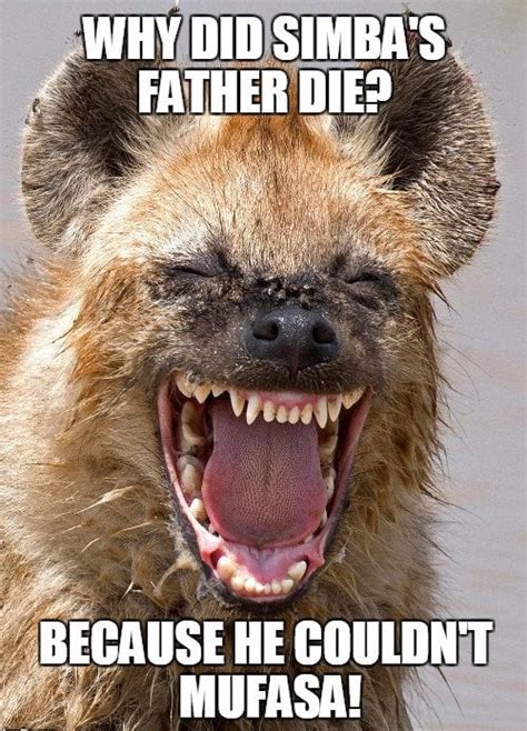 Why Do Hyenas Laugh? » ScienceABC