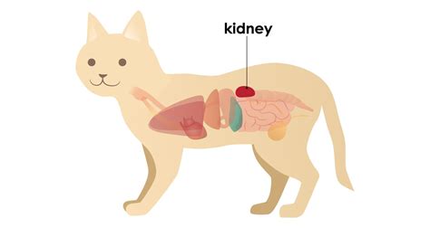 Feline Kidney Problems - PetlifeCA