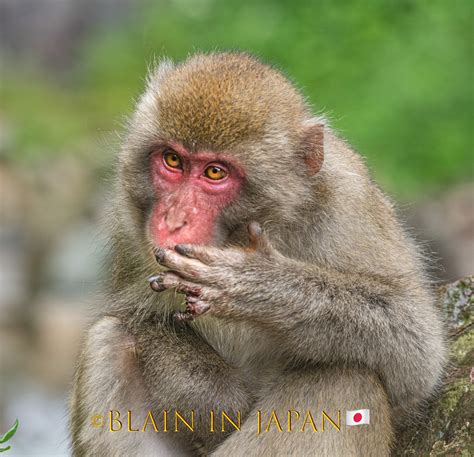 Japanese Macaque - their Battles - Blain Harasymiw Photography