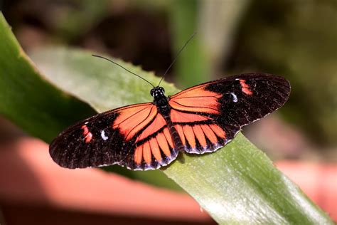 Heliconius melpomene