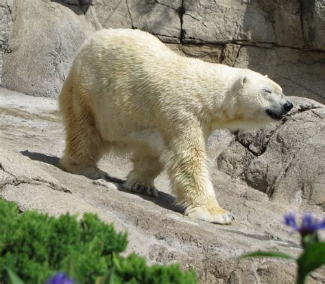 My Polar Bear Friends and Friends of Polar Bears: Tundra - still young at age 25