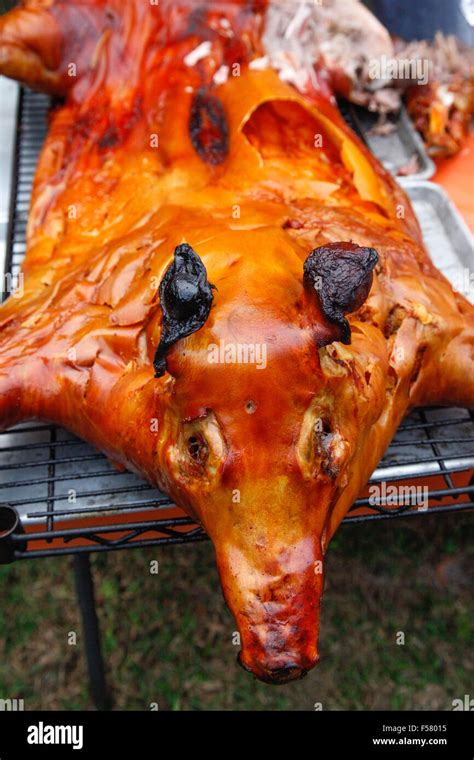 A dramatically Crispy Roasted Pig on a rack outdoors, just removed from ...