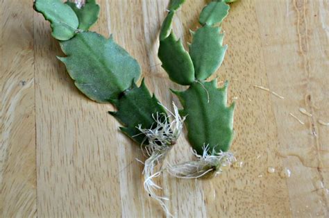 Easily Root Christmas Cactus Cuttings! - Flower Patch Farmhouse