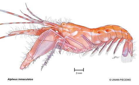 Male Squid Anatomy