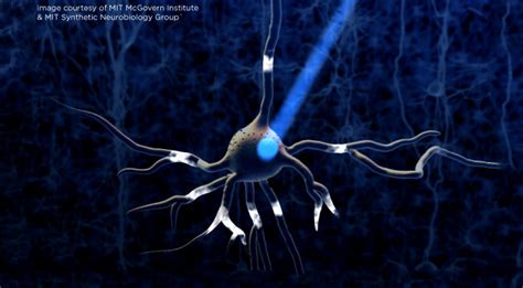 Optogenetics: A wireless, optical router for your brain - ExtremeTech