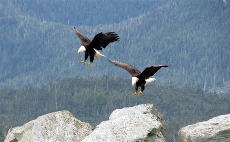 Bald Eagles Landing Free Stock Photo - Public Domain Pictures