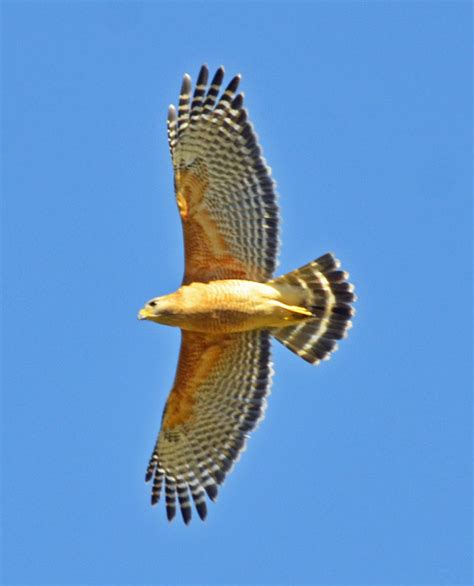 Birding On The Road: Red-Shouldered Hawk