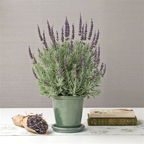 Lavender Goodwin Creek Grey | White Flower Farm Lavender Care, Growing Lavender, Lavender Gifts ...