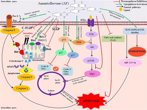 Representative images showing detailed apoptotic and cell cycle arrest ...