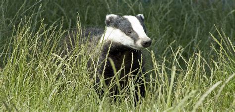 Badger Baiting in the UK - Naturewatch