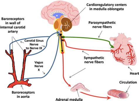 Vascular Dynamics - Vascular Dynamics