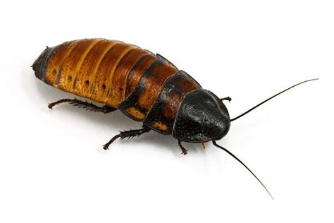 Madagascar Hissing Cockroach Facts - CRITTERFACTS