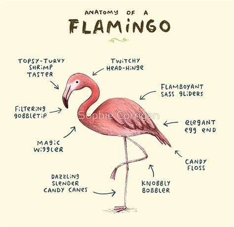 Anatomy of a Flamingo Poster by Sophie Corrigan | Flamingo, Flamingos quote, Flamingo facts