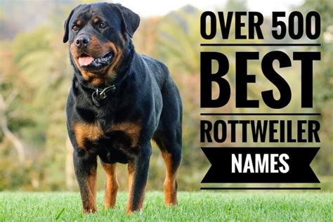 Best Rottweiler Names: Over 500 Ideas For A Rottie | My Pet's Name