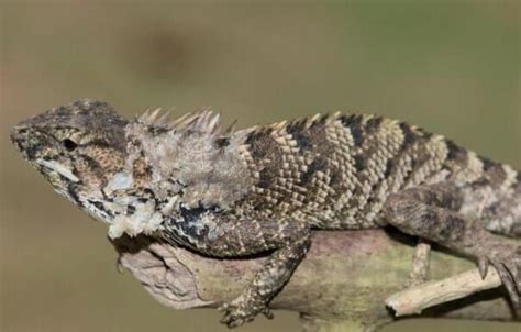 Tiny iguana with orange tongue becomes newest species discovered