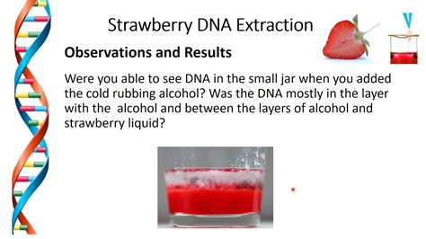 Extracting Dna From Strawberries Lab Report