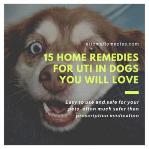 15 Home Remedies For UTI In Dogs You Will Love