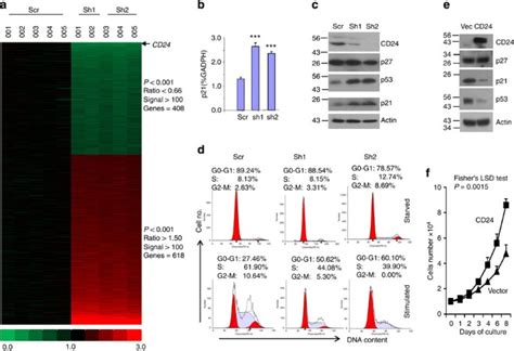 Intracellular CD24 disrupts the ARF–NPM interaction and enables ...