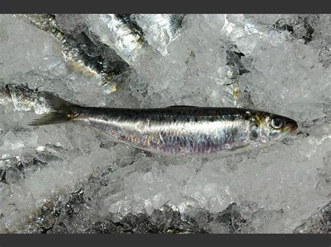 Sardina pilchardus - European pilchard or Sardine (Seafish images)