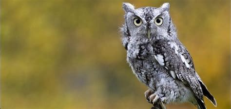 Eastern Screech Owl Sound | Free Sound Effects | Animal Sounds