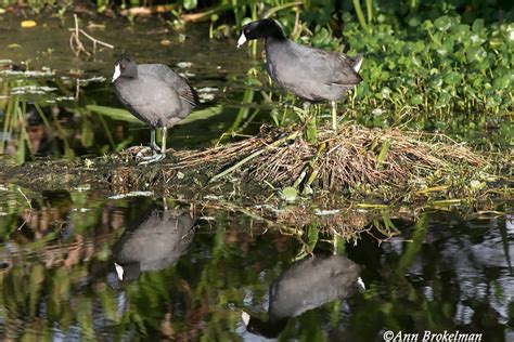 Ann Brokelman Photography: American Coots - Florida