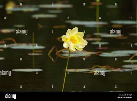 An American Lotus Nelumbo nucifera blooms in Lake Marion South Carolina Stock Photo - Alamy