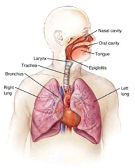 Lung Biopsy | Johns Hopkins Medicine